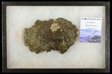 6.5" Pyritized, Polished Sauropod Bone - Isle Of Wight - #131217-1